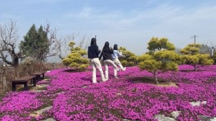 화양읍, 봄의 전령사 진분홍빛 꽃잔디 물결로 가득